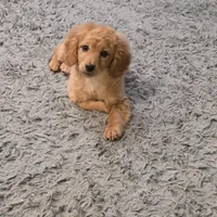 F1b  miniatureToast, a female Miniature Goldendoodle for sale in Goshen, IN – Photo 2 of 10