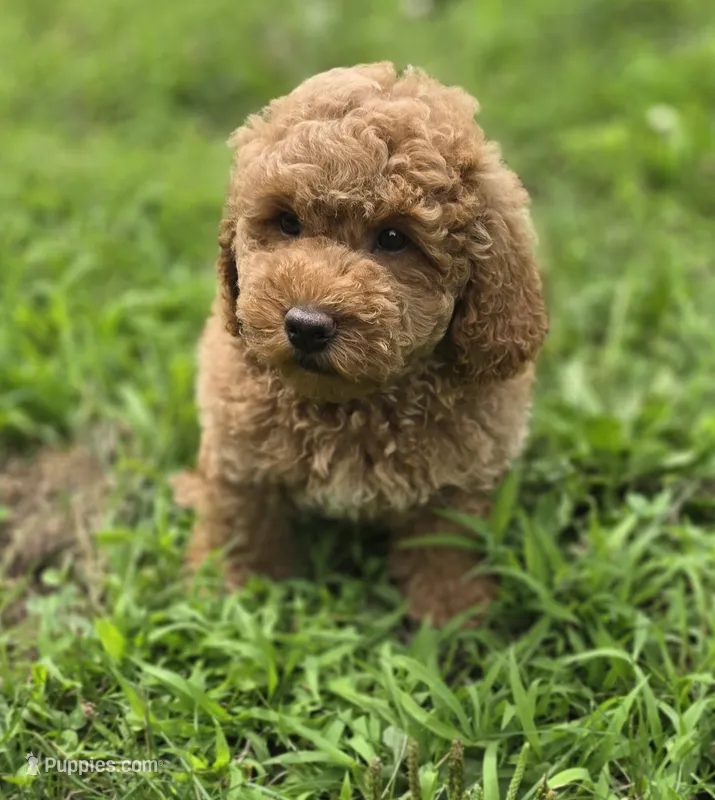 F1b Leo – Miniature Goldendoodle puppy for sale in Goshen, IN