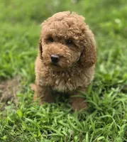 F1b Leo, a male Miniature Goldendoodle for sale in Goshen, IN – 1 of 4