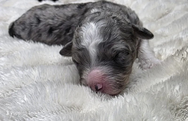 F1b Stella – Miniature Bernedoodle puppy for sale in Goshen, IN