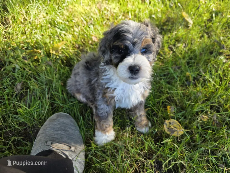 F1b Dapple – Miniature Bernedoodle puppy for sale in Goshen, IN