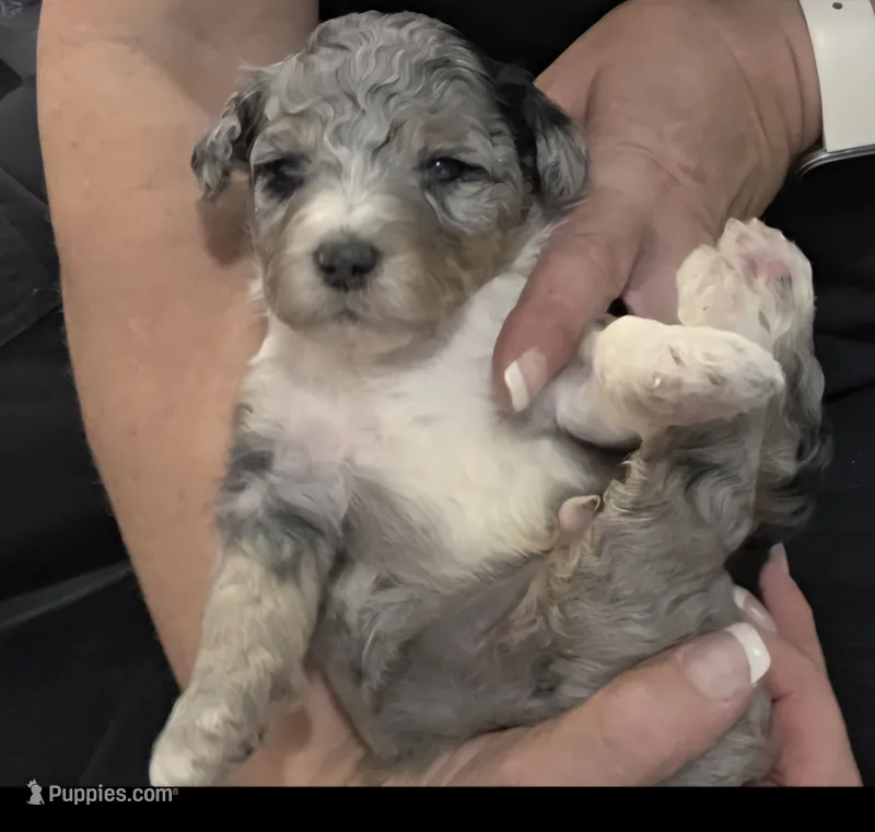 F1b Mikey – Miniature Bernedoodle puppy for sale in Goshen, IN
