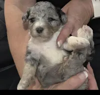 F1b Mikey, a male Miniature Bernedoodle for sale in Goshen, IN – 8 of 10