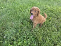 F1b Lady, a female Miniature Goldendoodle for sale in Goshen, IN – 3 of 6