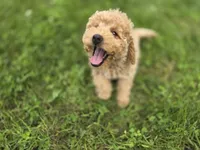F1b Champ, a male Miniature Goldendoodle for sale in Goshen, IN – 2 of 2