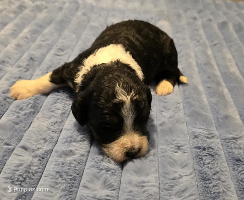 F1b Bessie – Miniature Bernedoodle puppy for sale in Goshen, IN