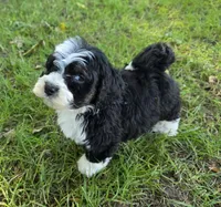 F1b Rickie, a male Miniature Bernedoodle for sale in Goshen, IN – 2 of 10