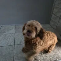 F1b Teddy, a male Miniature Goldendoodle for sale in Goshen, IN – Photo 5 of 5