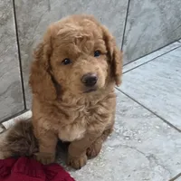 F1b Teddy, a male Miniature Goldendoodle for sale in Goshen, IN – Photo 3 of 5