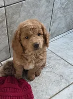 F1b Teddy, a male Miniature Goldendoodle for sale in Goshen, IN – Photo 3 of 5