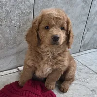 F1b Teddy, a male Miniature Goldendoodle for sale in Goshen, IN – Photo 1 of 5
