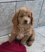 F1b Teddy, a male Miniature Goldendoodle for sale in Goshen, IN – Photo 1 of 5