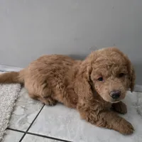 F1b Teddy, a male Miniature Goldendoodle for sale in Goshen, IN – Photo 2 of 5