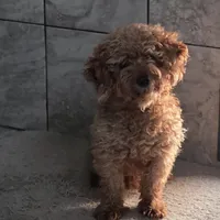 F1b Teddy, a male Miniature Goldendoodle for sale in Goshen, IN – Photo 4 of 5