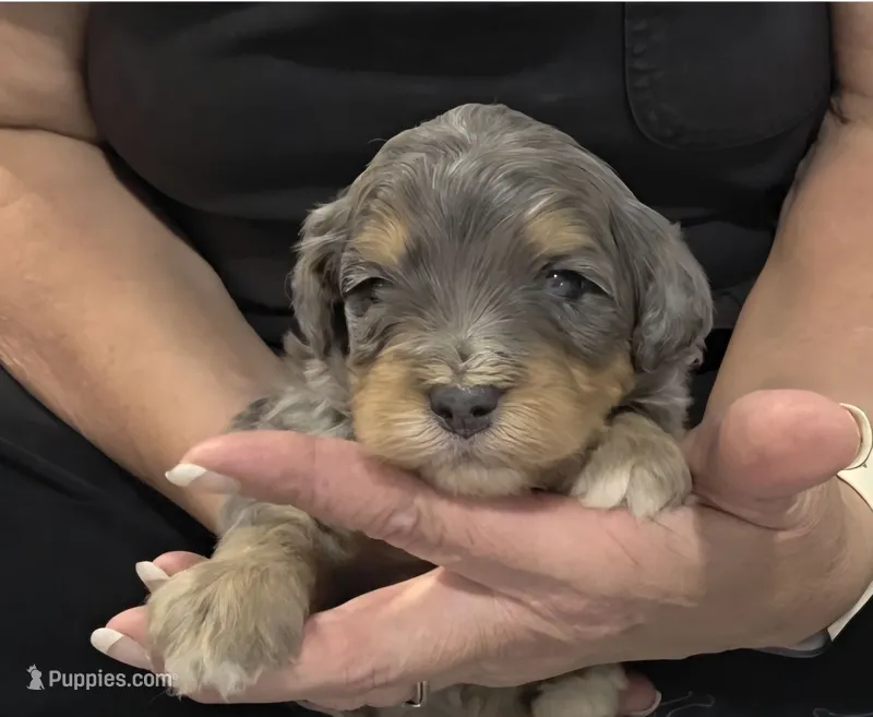 F1b Jack – Miniature Bernedoodle puppy for sale in Goshen, IN