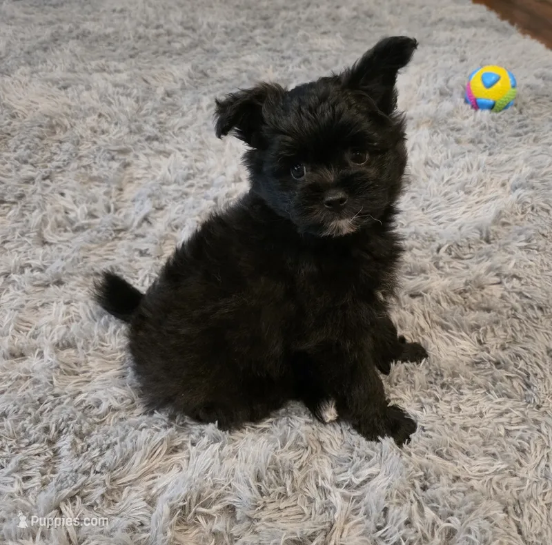 Jake – Pomapoo puppy for sale in Goshen, IN