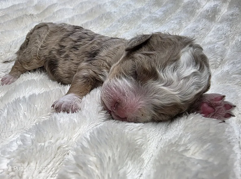 F1b Dolly – Miniature Bernedoodle puppy for sale in Goshen, IN