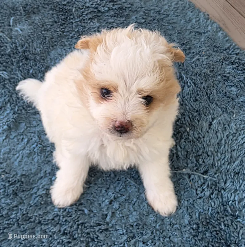 Mikey, a male Pomapoo for sale in Goshen, IN – 1 of 1