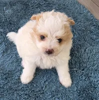 Mikey, a male Pomapoo for sale in Goshen, IN – 1 of 1
