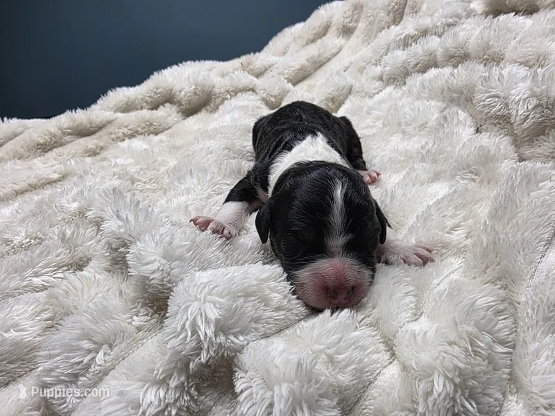 F1b Lady – Miniature Bernedoodle puppy for sale in Goshen, IN