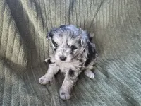Speckles, a female Pomapoo for sale in Goshen, IN – Photo 1 of 5