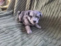 Speckles, a female Pomapoo for sale in Goshen, IN – Photo 5 of 5