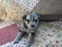 Speckles, a female Pomapoo for sale in Goshen, IN – Photo 3 of 5