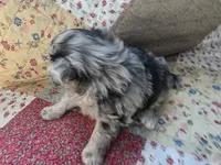 Speckles, a female Pomapoo for sale in Goshen, IN – Photo 4 of 5