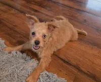 Murphy, a male Pomapoo for sale in Goshen, IN – 4 of 4
