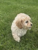 F1b Hank, a male Cavapoo for sale in Goshen, IN – 3 of 9