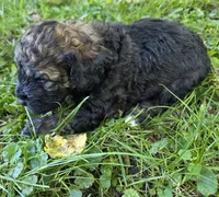 F1b mini Pinto, a male Miniature Bernedoodle for sale in Goshen, IN – 2 of 4