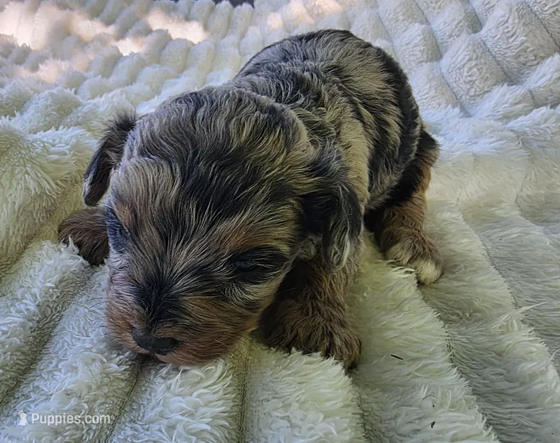 F1b Frank – Miniature Bernedoodle puppy for sale in Goshen, IN