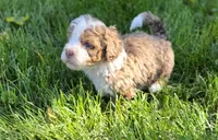 F1b Dolly, a female Miniature Bernedoodle for sale in Goshen, IN – 2 of 10