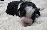 F1b Bessie, a female Miniature Bernedoodle for sale in Goshen, IN – 2 of 8