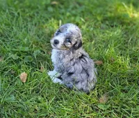 F1b Stella, a female Miniature Bernedoodle for sale in Goshen, IN – 4 of 10