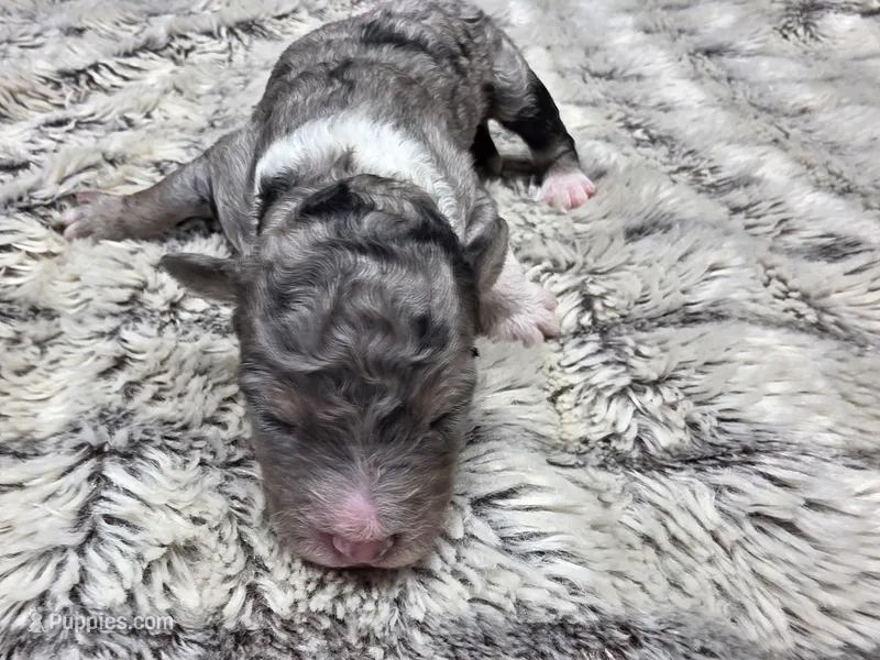 F1b Mikey – Miniature Bernedoodle puppy for sale in Goshen, IN