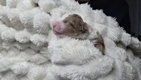 F1b Dolly, a female Miniature Bernedoodle for sale in Goshen, IN – 3 of 5