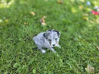 F1b Mikey, a male Miniature Bernedoodle for sale in Goshen, IN – 6 of 10