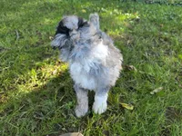 F1b Mikey, a male Miniature Bernedoodle for sale in Goshen, IN – 4 of 10