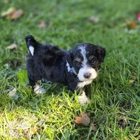 F1b Bessie, a female Miniature Bernedoodle for sale in Goshen, IN – 5 of 9