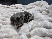 F1b Hank, a male Miniature Bernedoodle for sale in Goshen, IN – 3 of 7