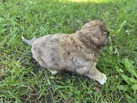 F1b Willy, a male Miniature Bernedoodle for sale in Goshen, IN – 5 of 5