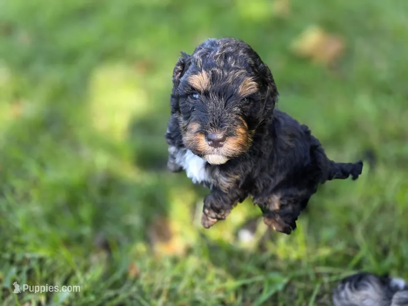 F1b Leo – Miniature Bernedoodle puppy for sale in Goshen, IN