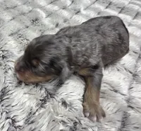 F1b Jack, a male Miniature Bernedoodle for sale in Goshen, IN – 4 of 6