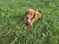 F1b Lady, a female Miniature Goldendoodle for sale in Goshen, IN – 6 of 6