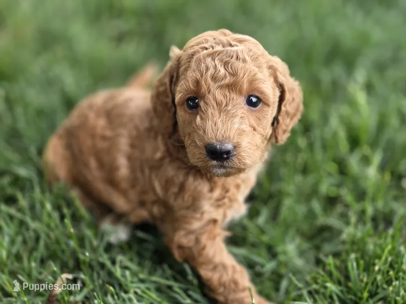 F1b Lulu – Miniature Goldendoodle puppy for sale in Goshen, IN