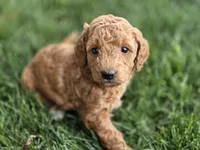 F1b Lulu, a female Miniature Goldendoodle for sale in Goshen, IN – 1 of 3