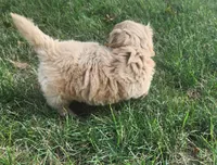 F1b mini Buddy, a male Miniature Goldendoodle for sale in Goshen, IN – Photo 6 of 6