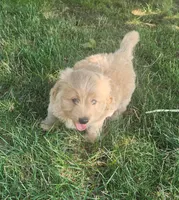 F1b mini Buddy, a male Miniature Goldendoodle for sale in Goshen, IN – Photo 4 of 6