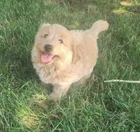 F1b mini Buddy, a male Miniature Goldendoodle for sale in Goshen, IN – Photo 1 of 6